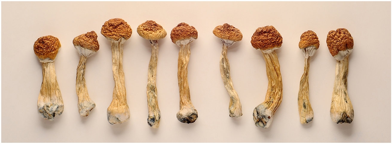Can You Grow Magic Mushrooms At Your Place?