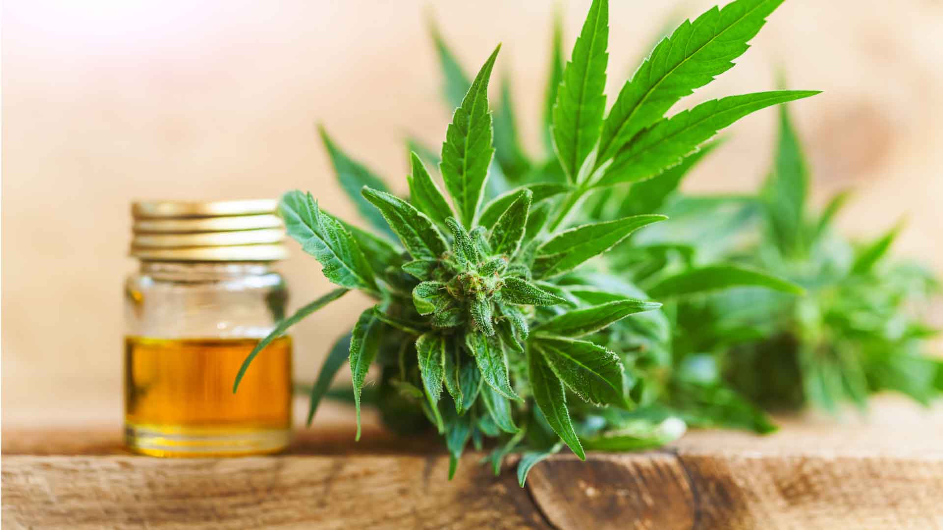 Why Should One Buy CBD Flowers Online?