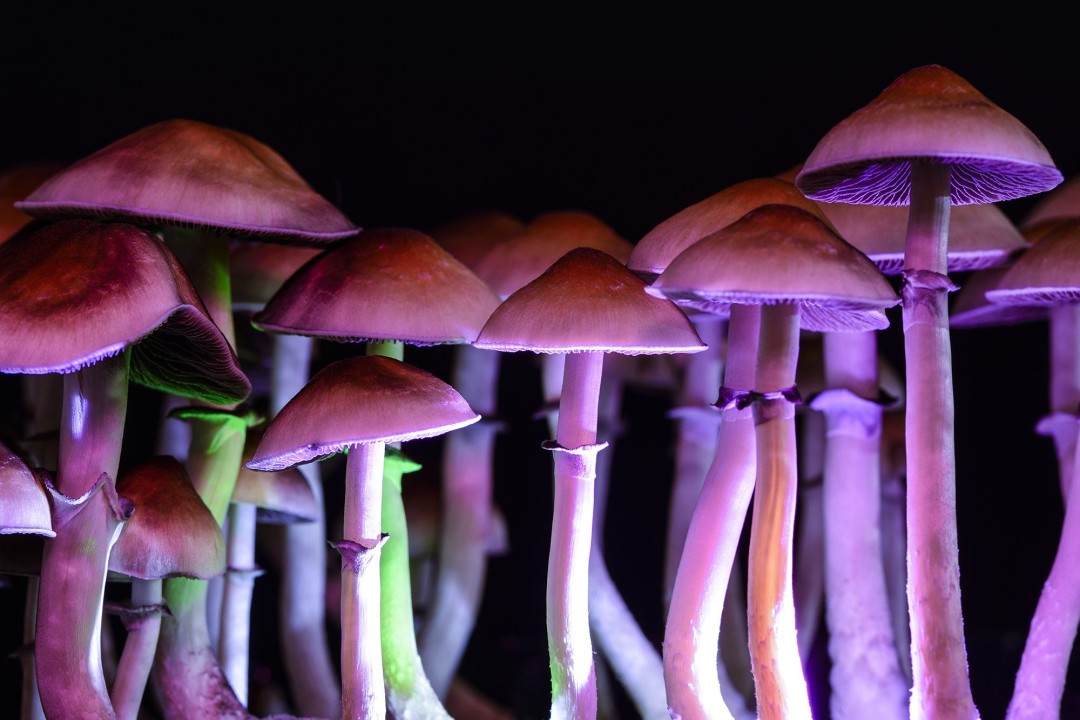 What Are Shrooms? What Are The Major Aspects To Consider While Buying Online?
