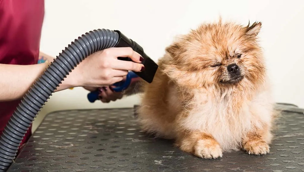 Dogs Blow Dryer – Is It Safe To Use On Pets?