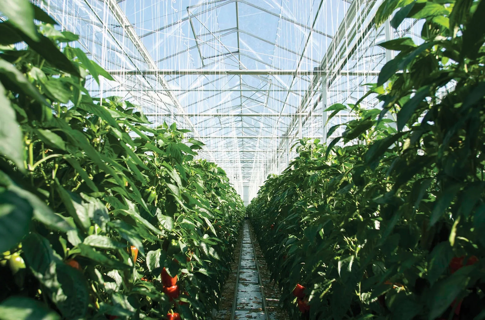 Everything You Should Know Before Purchasing A Greenhouse